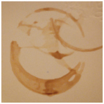 circlet - 2025 11 15